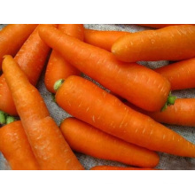 Frische Karotte für den Export